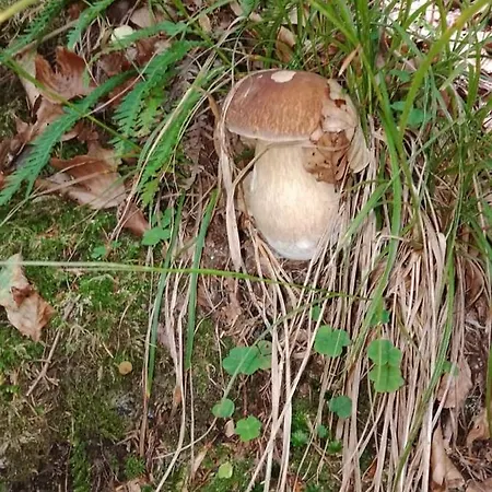 Azzurro Appartement Cannobio